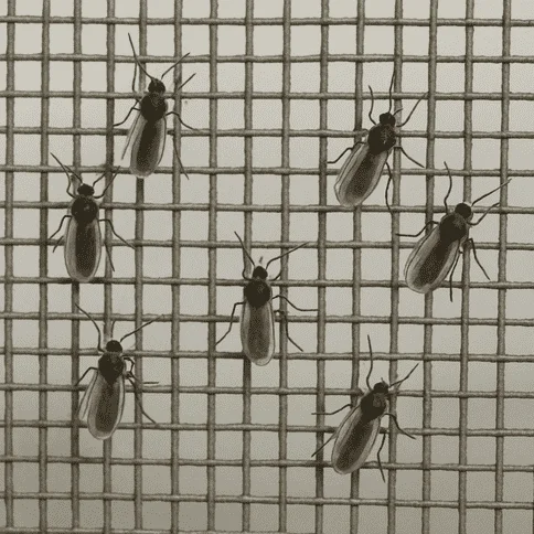 No-See-Um Screen for Pool Cages in Florida: Is 20x20 Mesh Worth It? 2 No-see-ums Protection