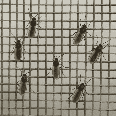 No-see-ums Protection